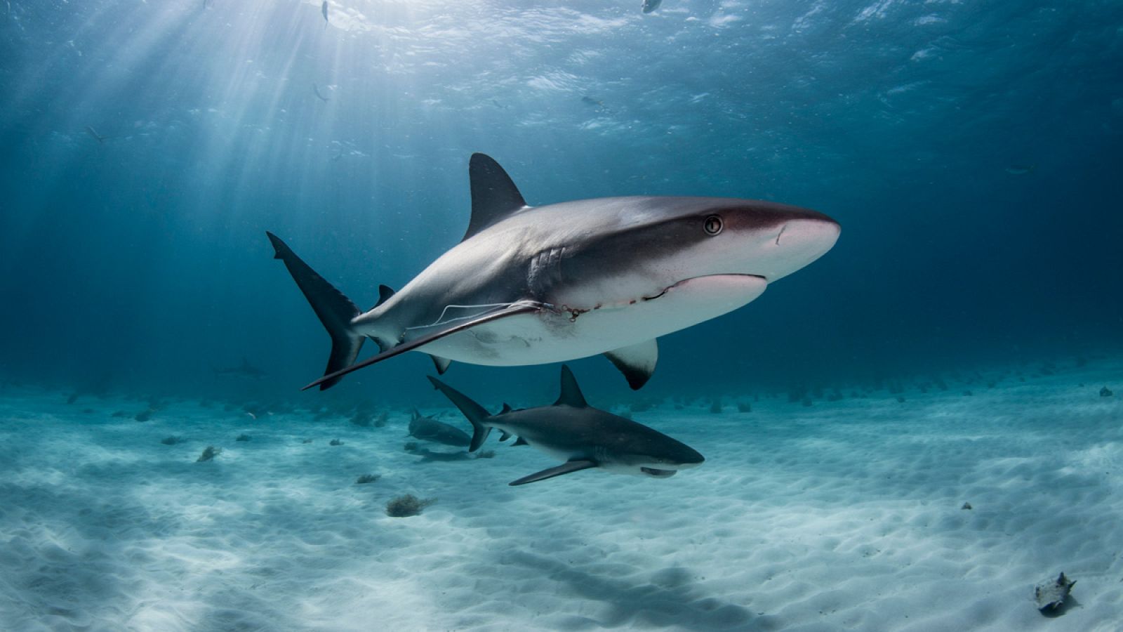 La escualamina es un compuesto que se obtiene del hígado de tiburón.