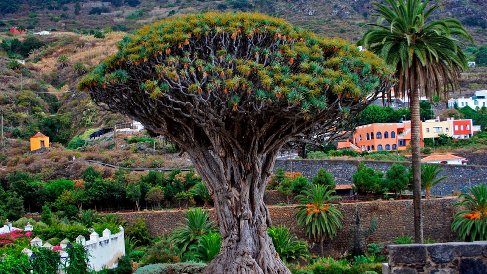 El Drago de Canarias, en nuestro duelo sobre árboles famosos