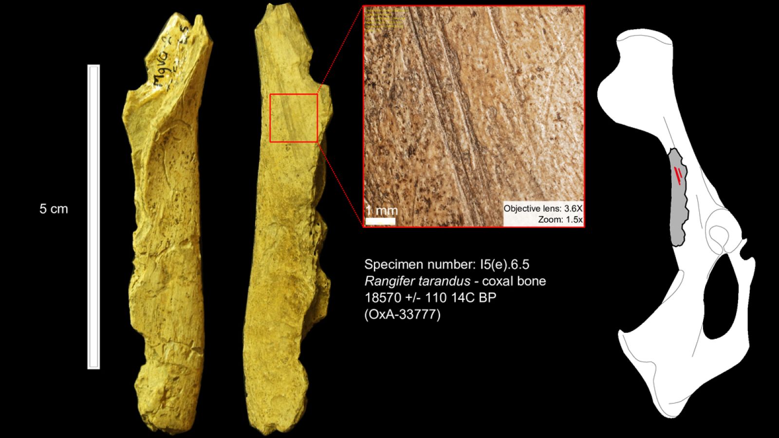 Objetos hallados en las cuevas Cuevas Bluefish, cerca de la frontera de Canadá con Alaska