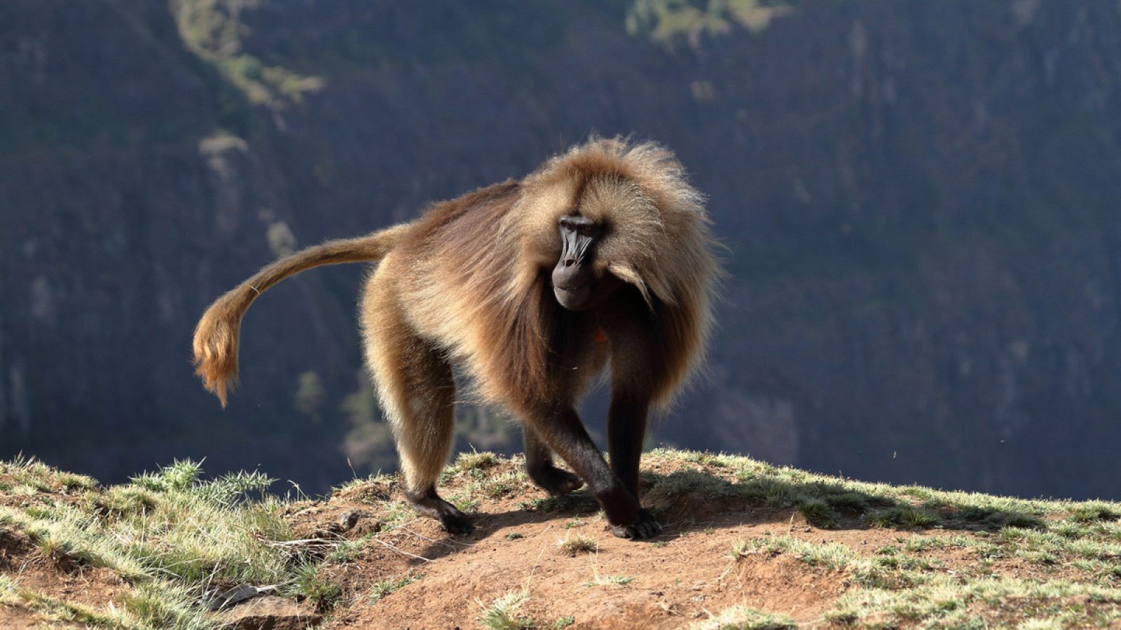 Imagen de un babuino, en las tierras altas de Etiopía.