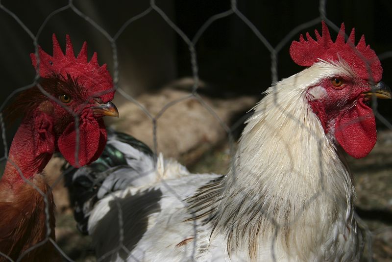 Más sacrificios de aves en Japón tras detectar una cepa de gripe aviar en Saga