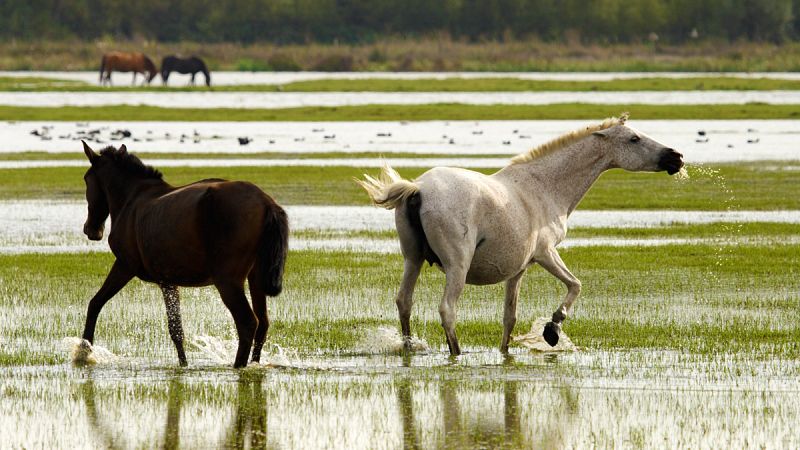 Doñana es el octavo enclave del Patrimonio Mundial con más pérdida de superficie forestal