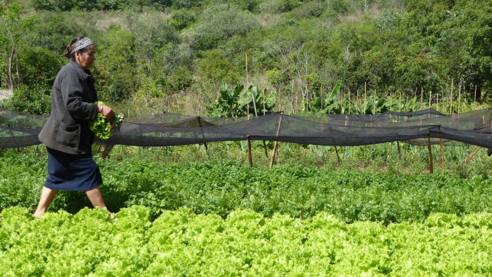 Paraguay, semillas de esperanza NOTICIA