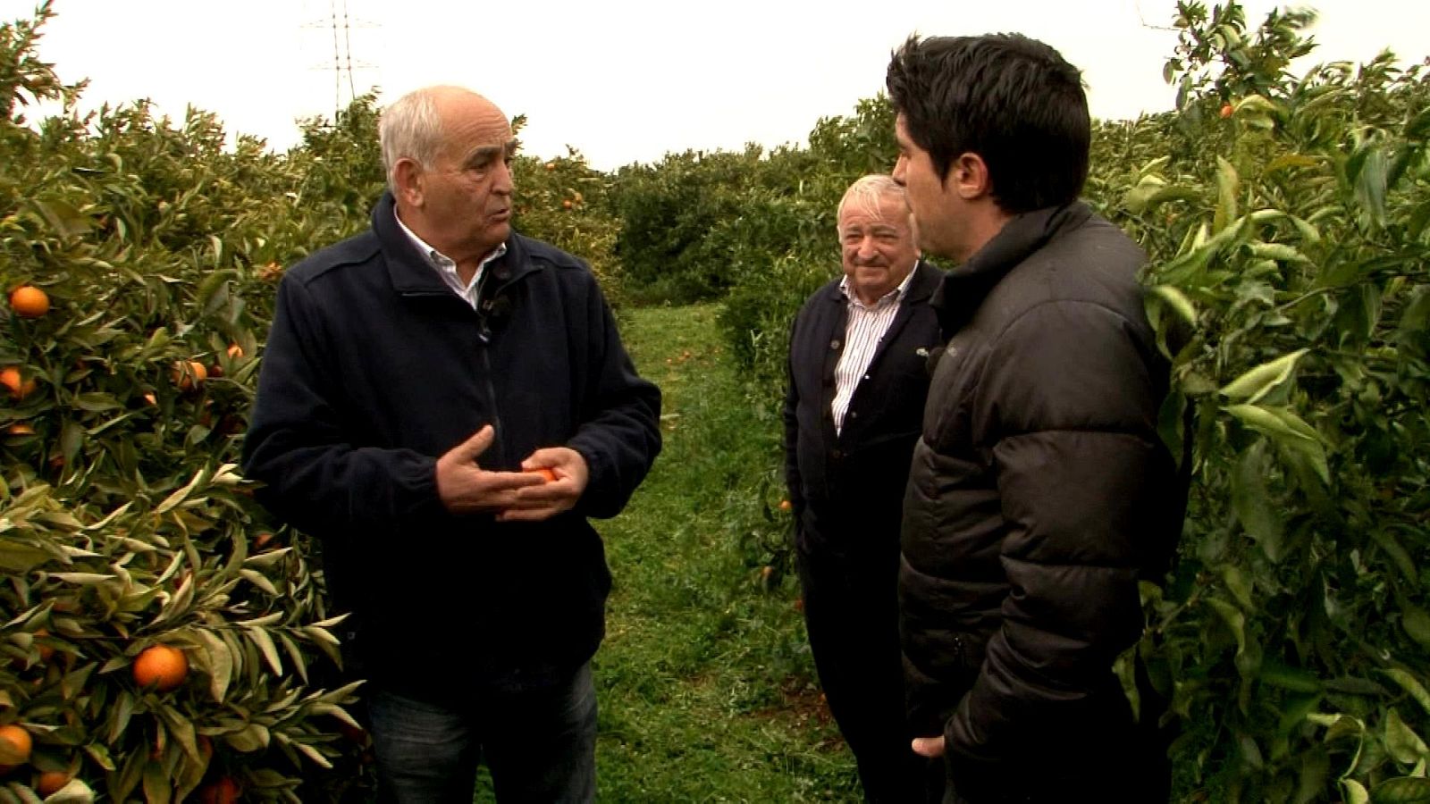 En esta guerra de precios, una mandarina puede aumetnar su precio en un 800%