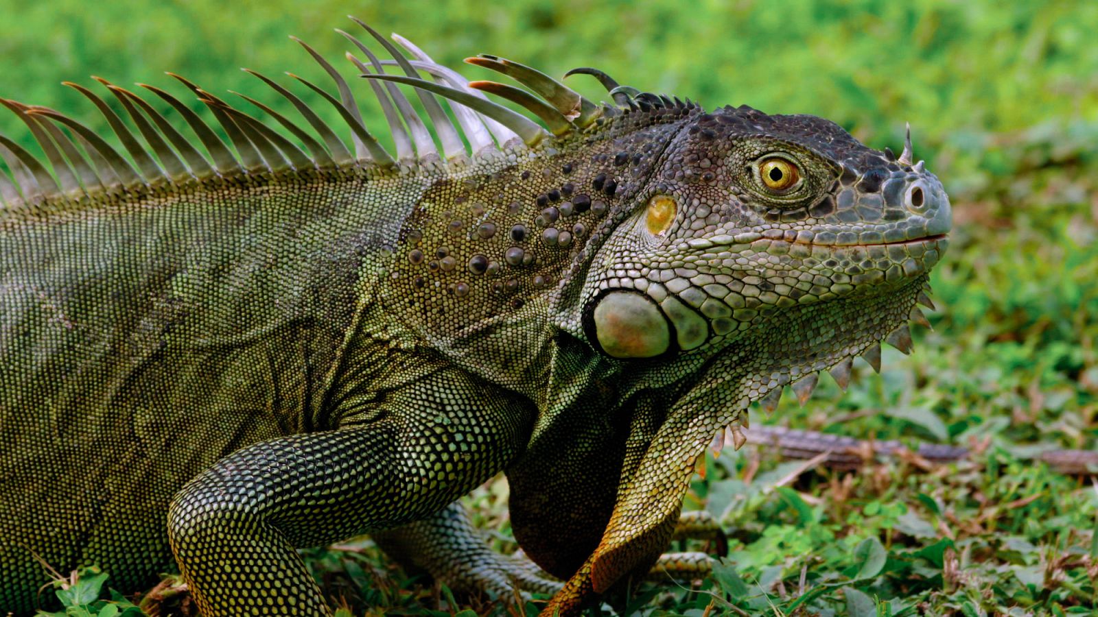 El Edén tropical, segundo capítulo de Planeta Selva