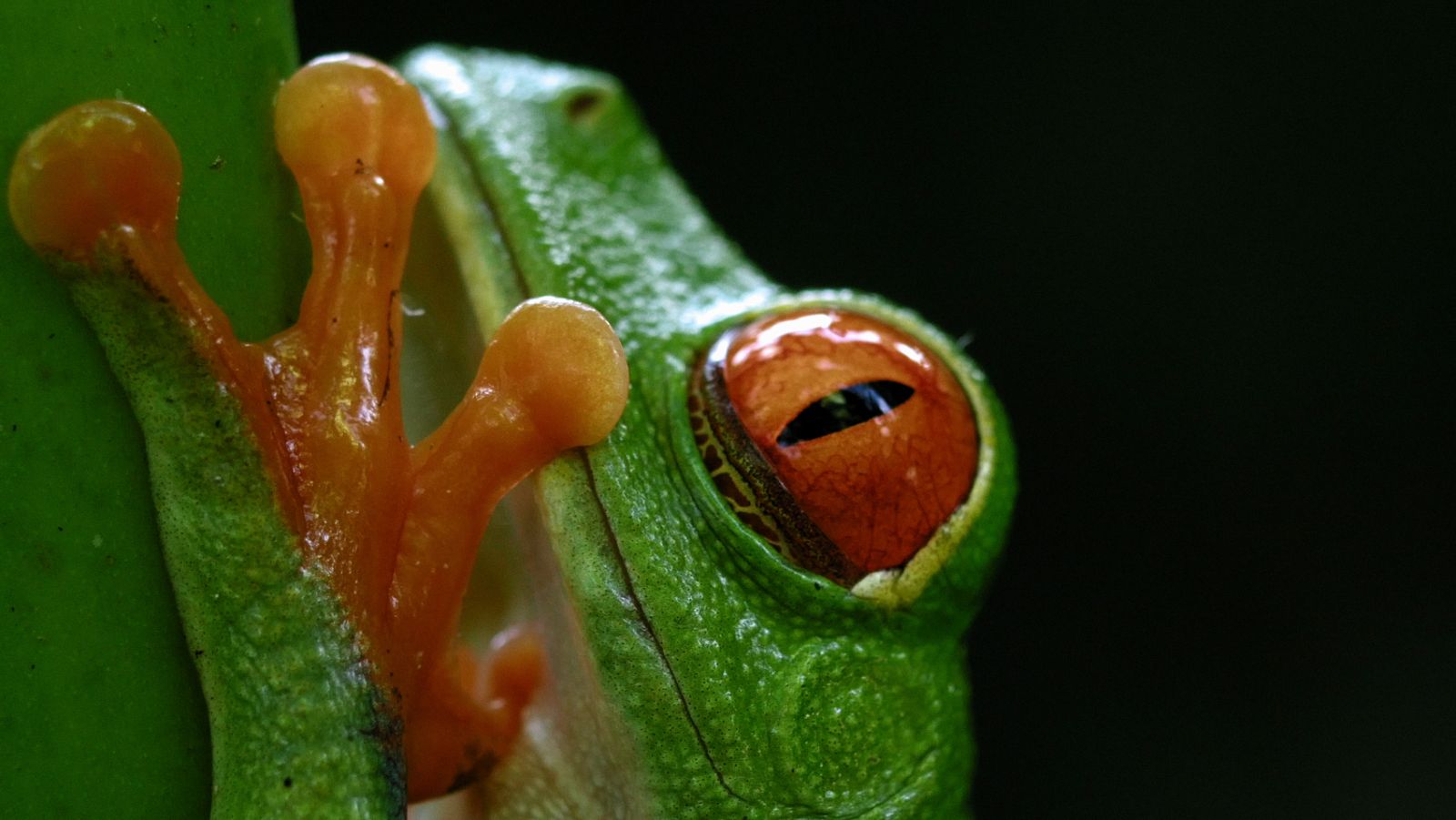 Cuando anochece en estas junglas neotropicales, es la hora de las ranas que, junto a las serpientes, cierran un círculo vital conectado por el agua
