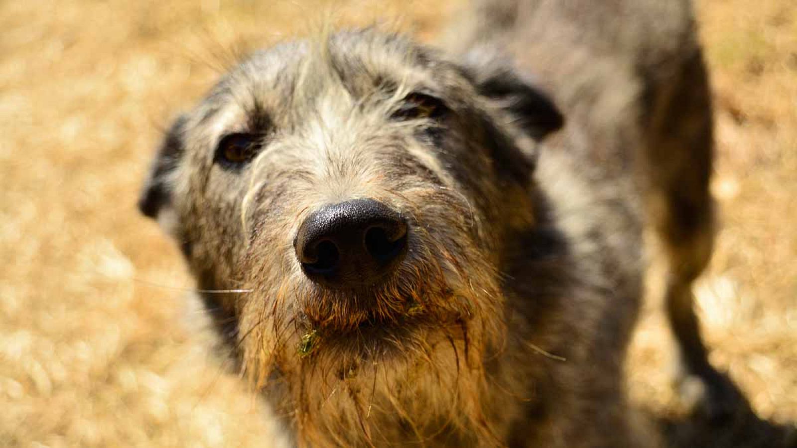 Unas 4.800 protectoras se han registrado en la plataforma web y la aplicación.