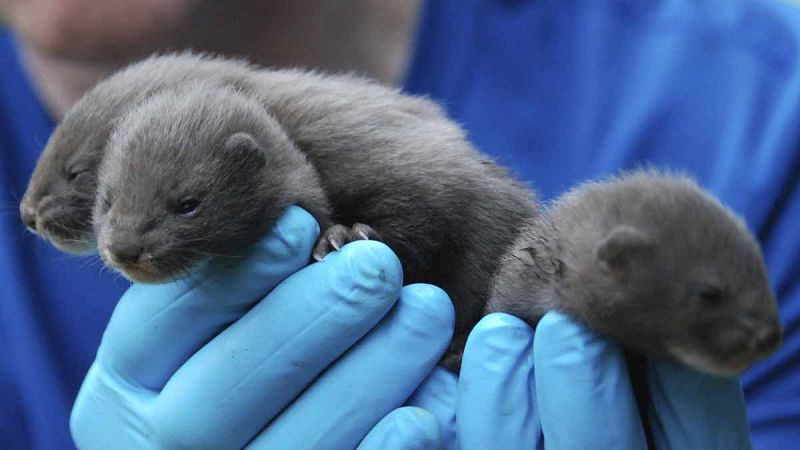 WWF alerta de que el visón europeo podría desaparecer de España en cinco años