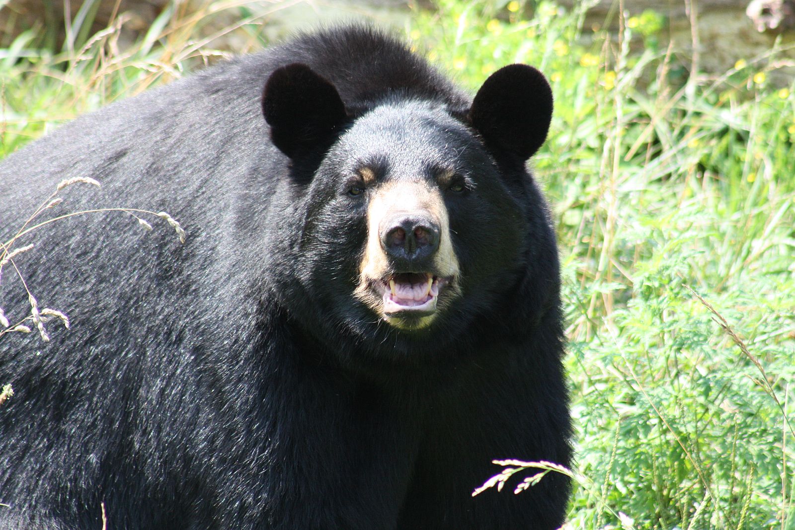 Un oso de los Apalaches, en Norteamérica