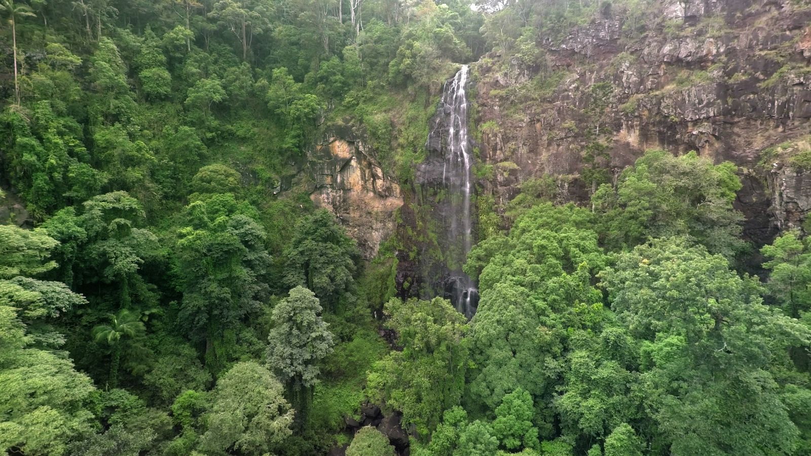 Australia, la isla más grande del mundo, aloja una de las selvas más antiguas del planeta