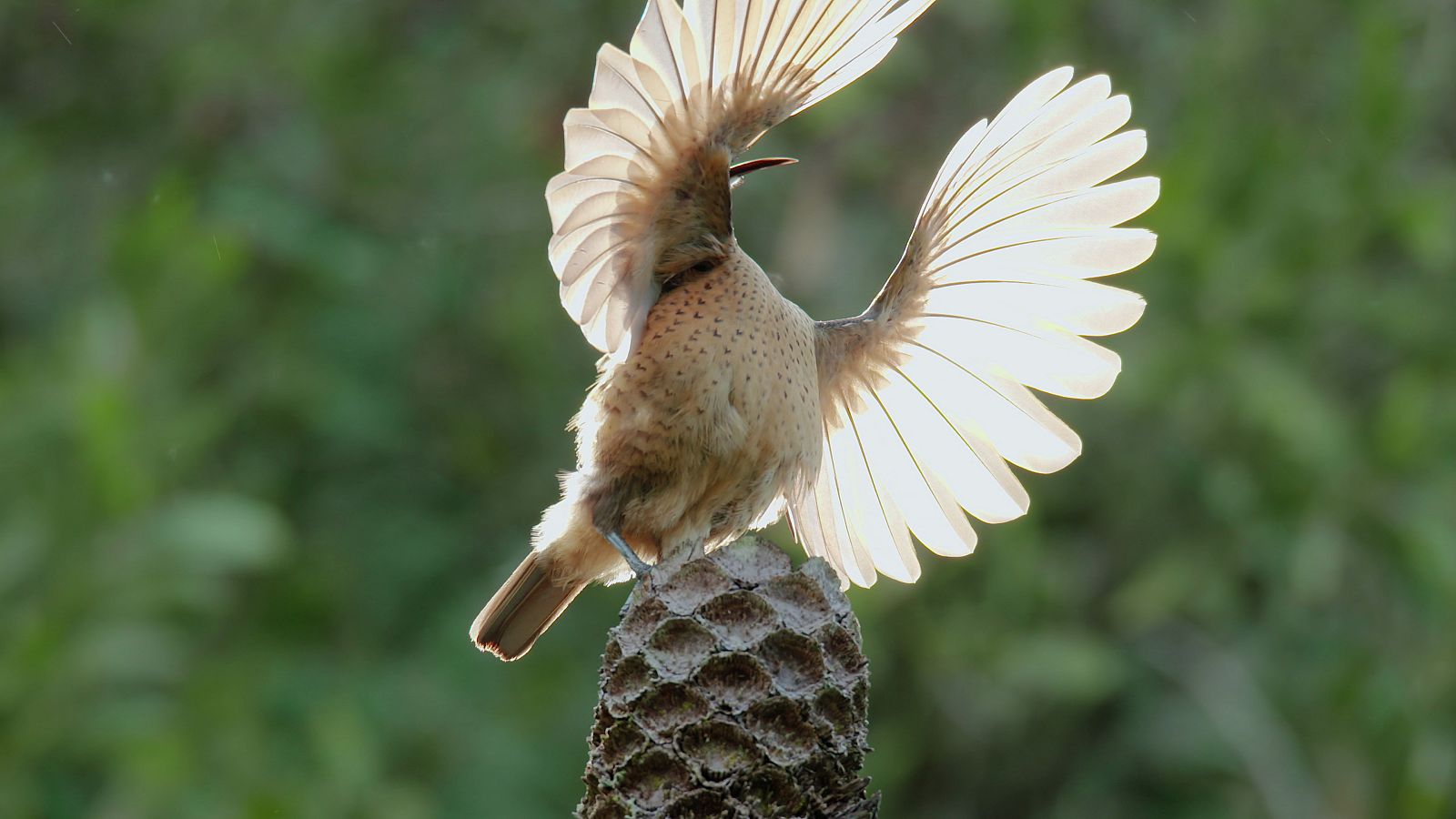 Paraíso austral: La jungla tropical de Australia, una de las más antiguas del mundo