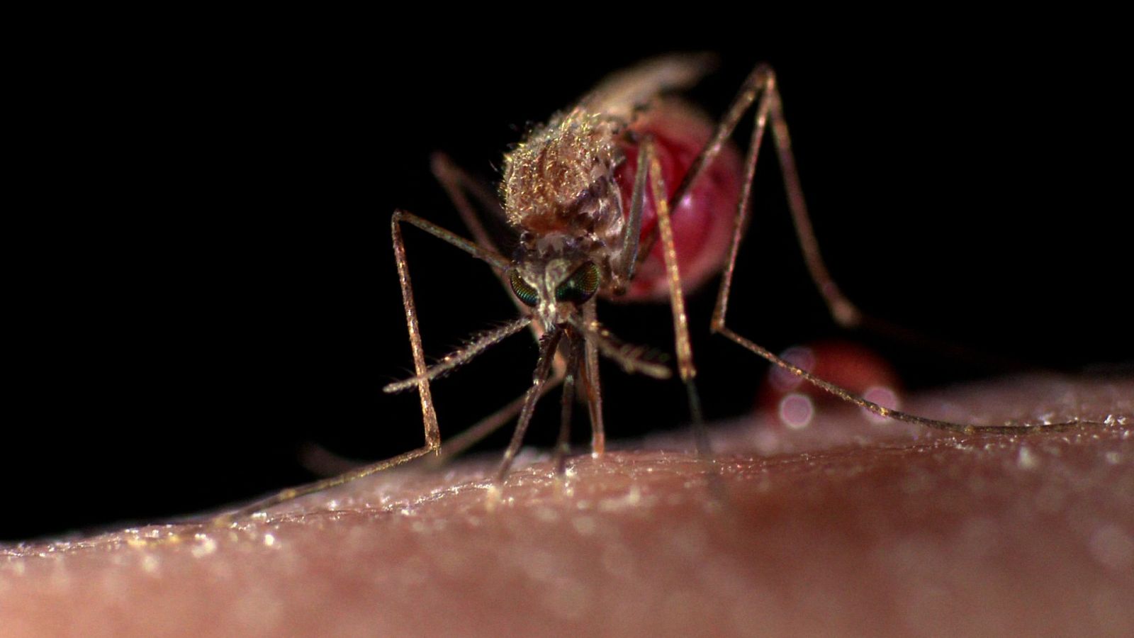 Plano microscopico de un mosquito