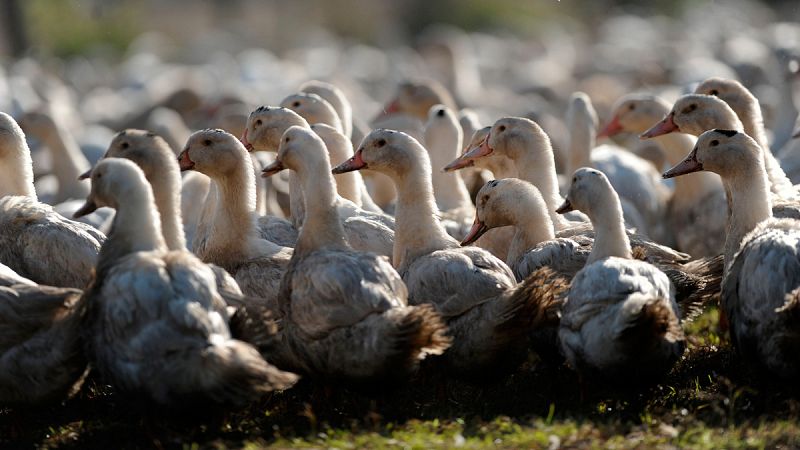 Francia decide sacrificar los 600.000 patos de las Landas por la gripe aviar