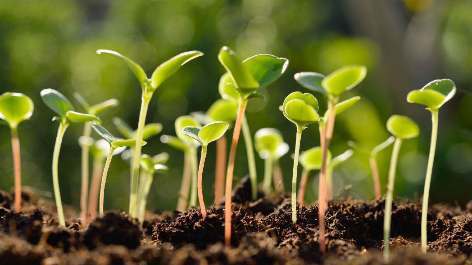 Cultiva tu propio huerto