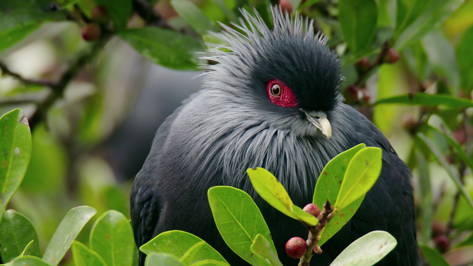 Los indris son los mayores lémures que pueden encontrarse hoy en la misteriosa Madagascar