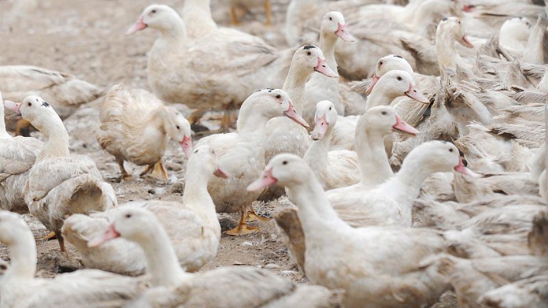 La gripe aviar alcanza a otras dos granjas en Girona y obliga a sacrificar a 2.700 patos