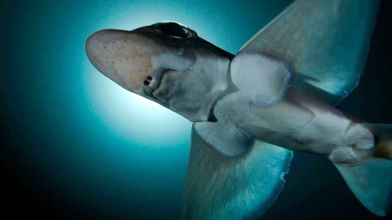 Un tiburón en el estrecho de Skagerrak