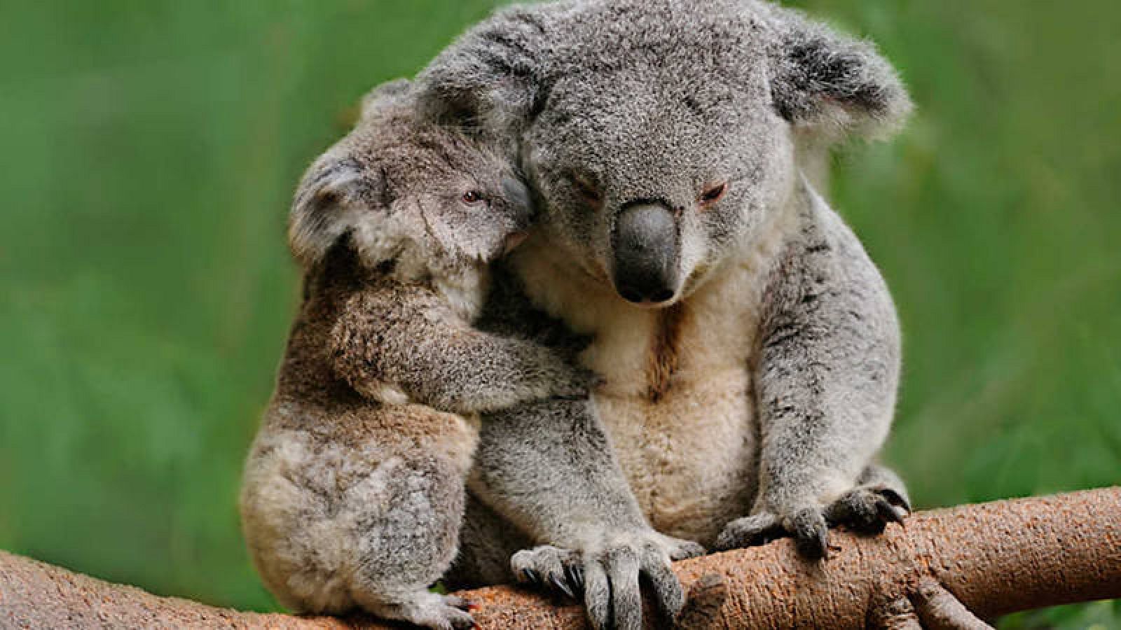 La vida secreta de los koalas, en La 2