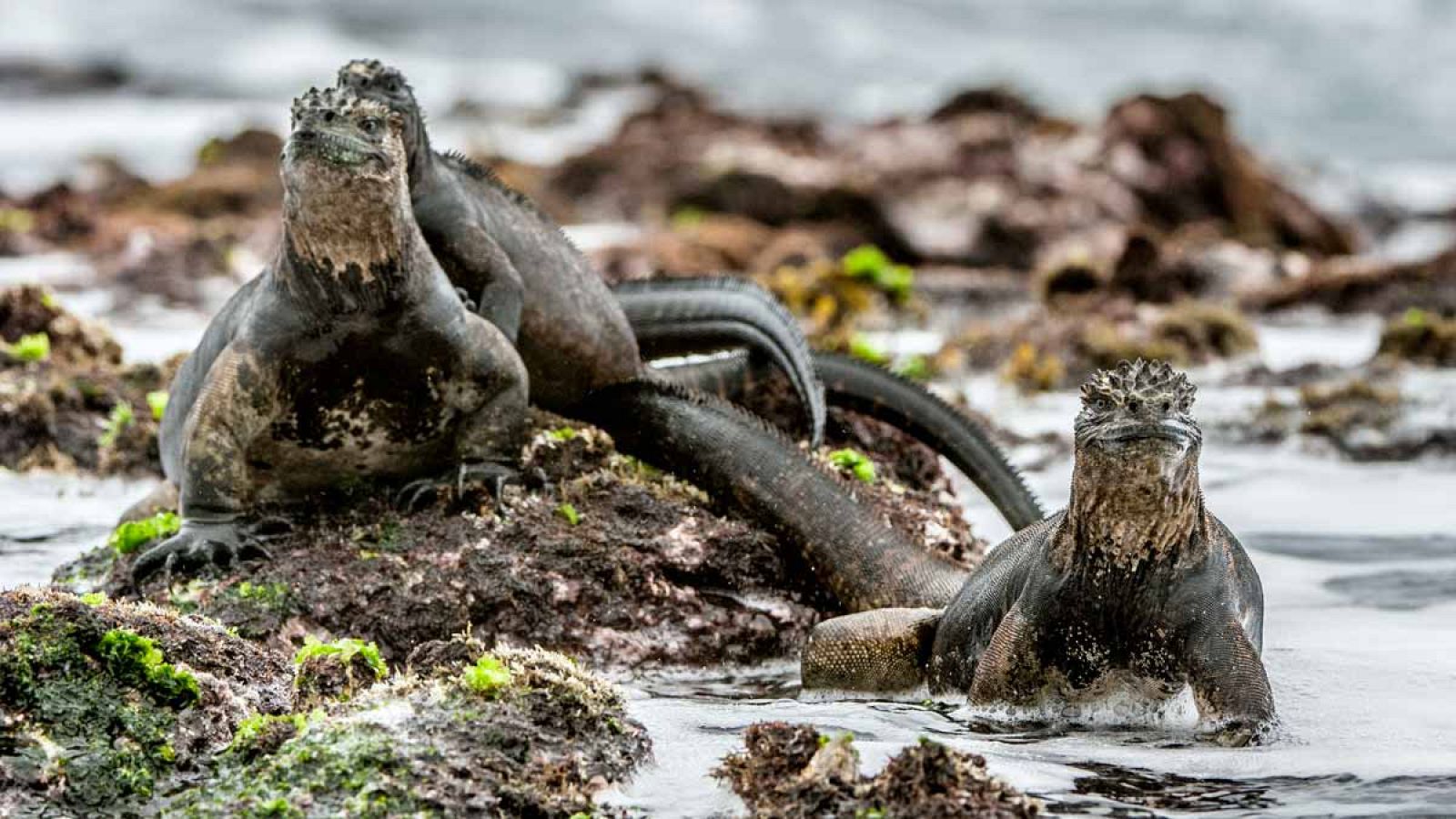 Iguanas marinas de las islas Galápagos.