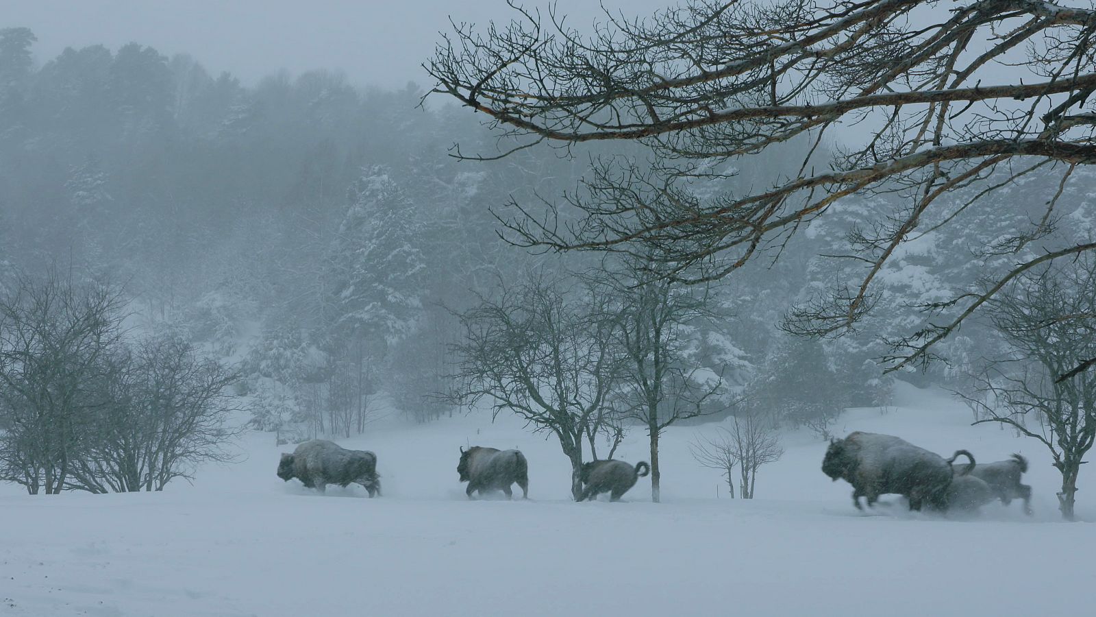 La Taiga, un paraíso congelado en el que habitan ciervos, osos pardos, renos, cuervos y el águila real