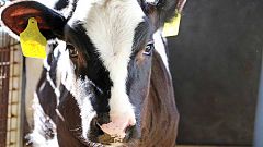 Confirmado un caso de encefalopatía distinta al mal de las vacas locas en Salamanca