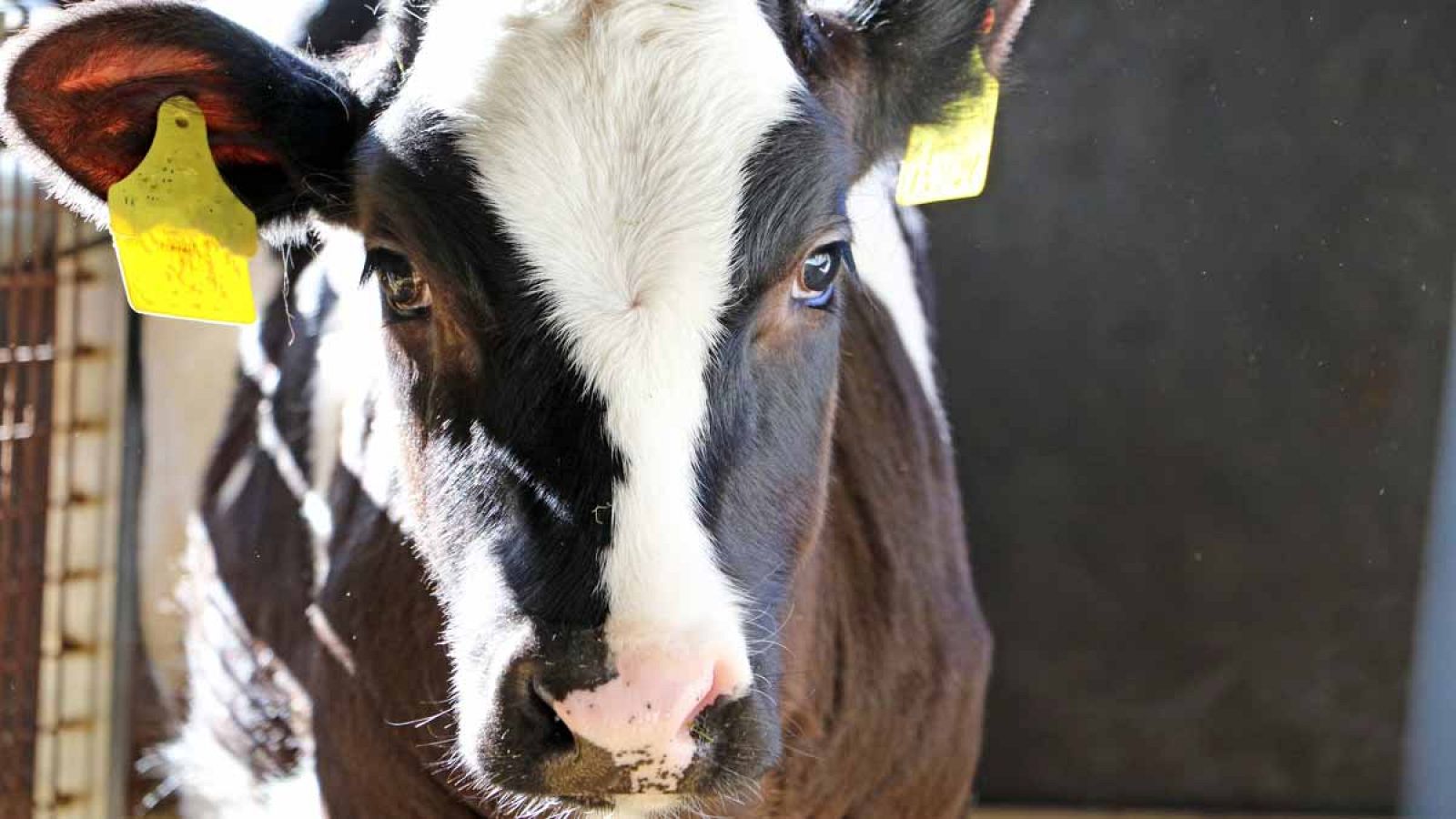 La encefalopatía espongiforme bovina (EEB) es comúnmente conocida como enfermedad de las vacas locas.