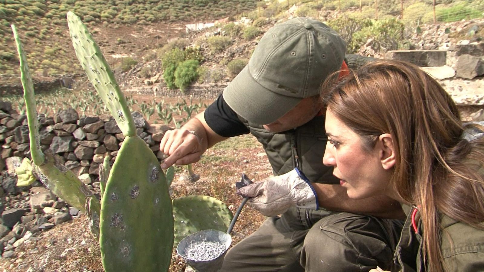 La cochinilla es un insecto que vive en los cactus y se utiliza para colorear los alimentos
