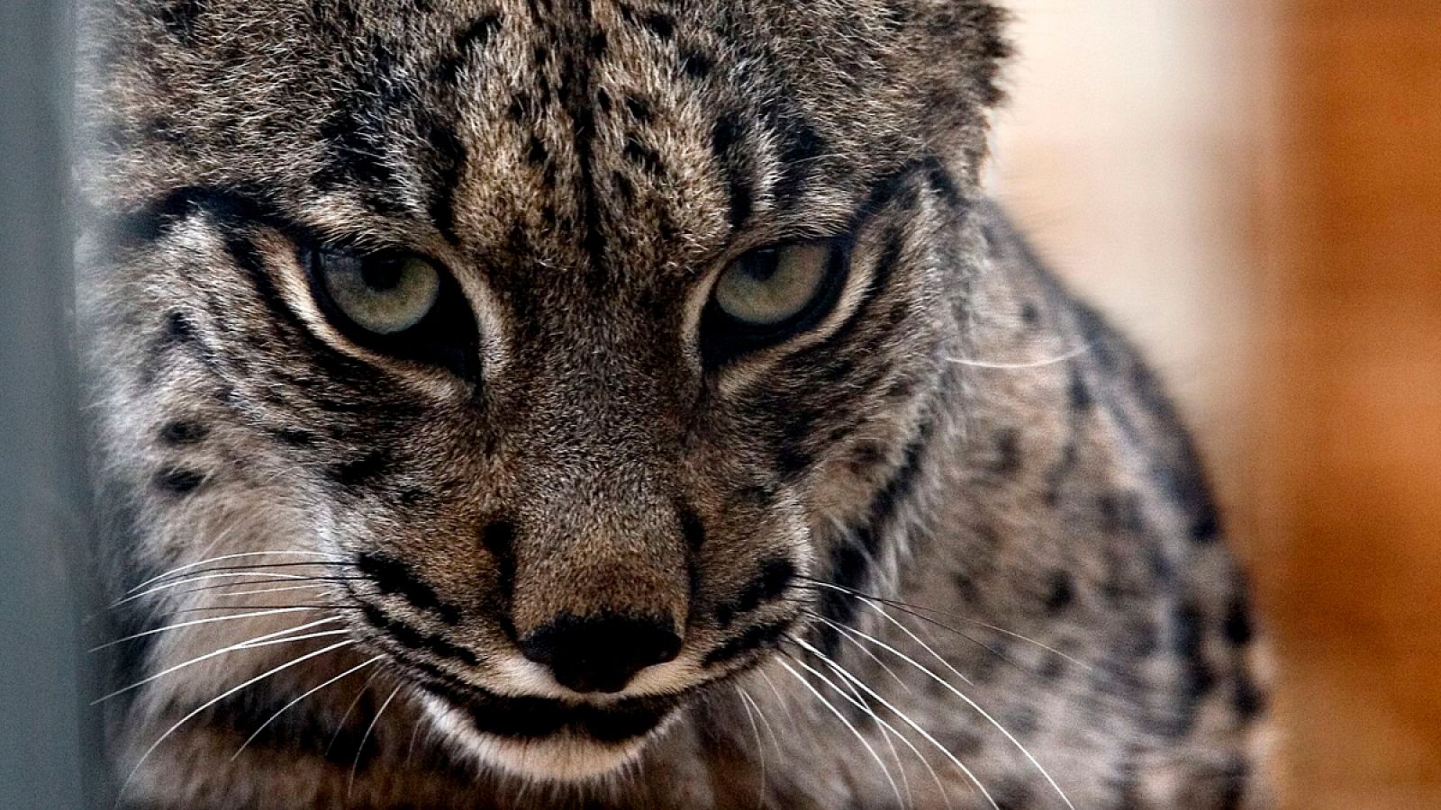 En 2016, nacieron 58 cachorros de lince ibérico de los que 48 salieron adelante.