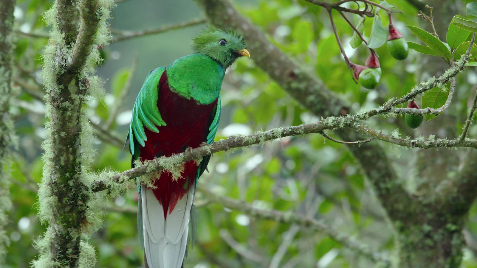 En la selva tropical de Costa Rica habitan diferentes especies de colibríes, acostumbrados al frío y a la falta de luz