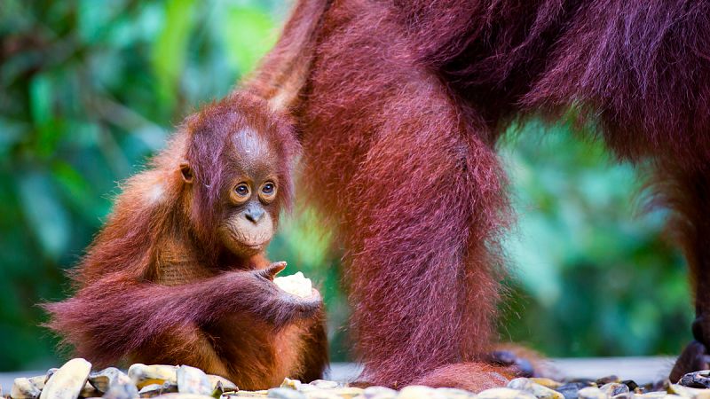 Comer fruta, y no la sociabilidad, es el factor clave que ha agrandado el cerebro de los primates