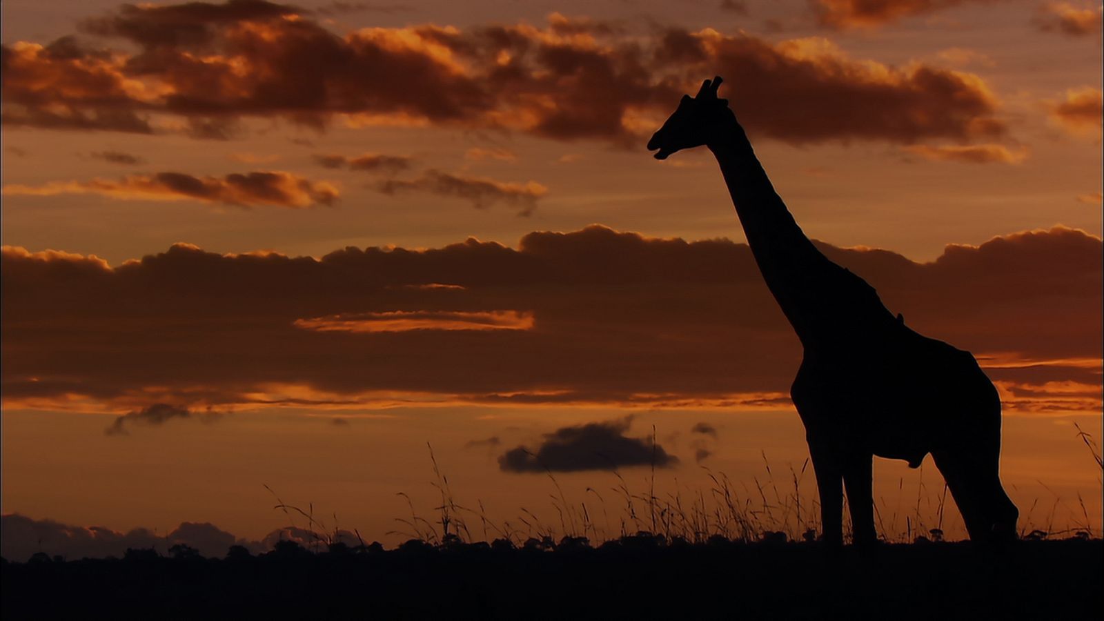 Los sonidos naturales de la Sabana: Jirafa
