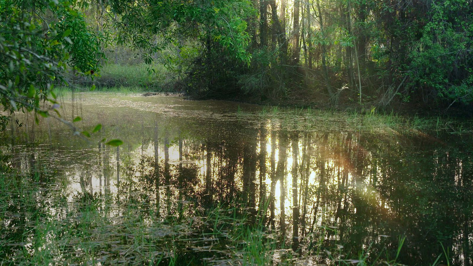 El clima de los Everglades es cálido y húmedo, subtropical, con temperaturas que varían entre los 18 y los 29 grados de media a lo largo del año