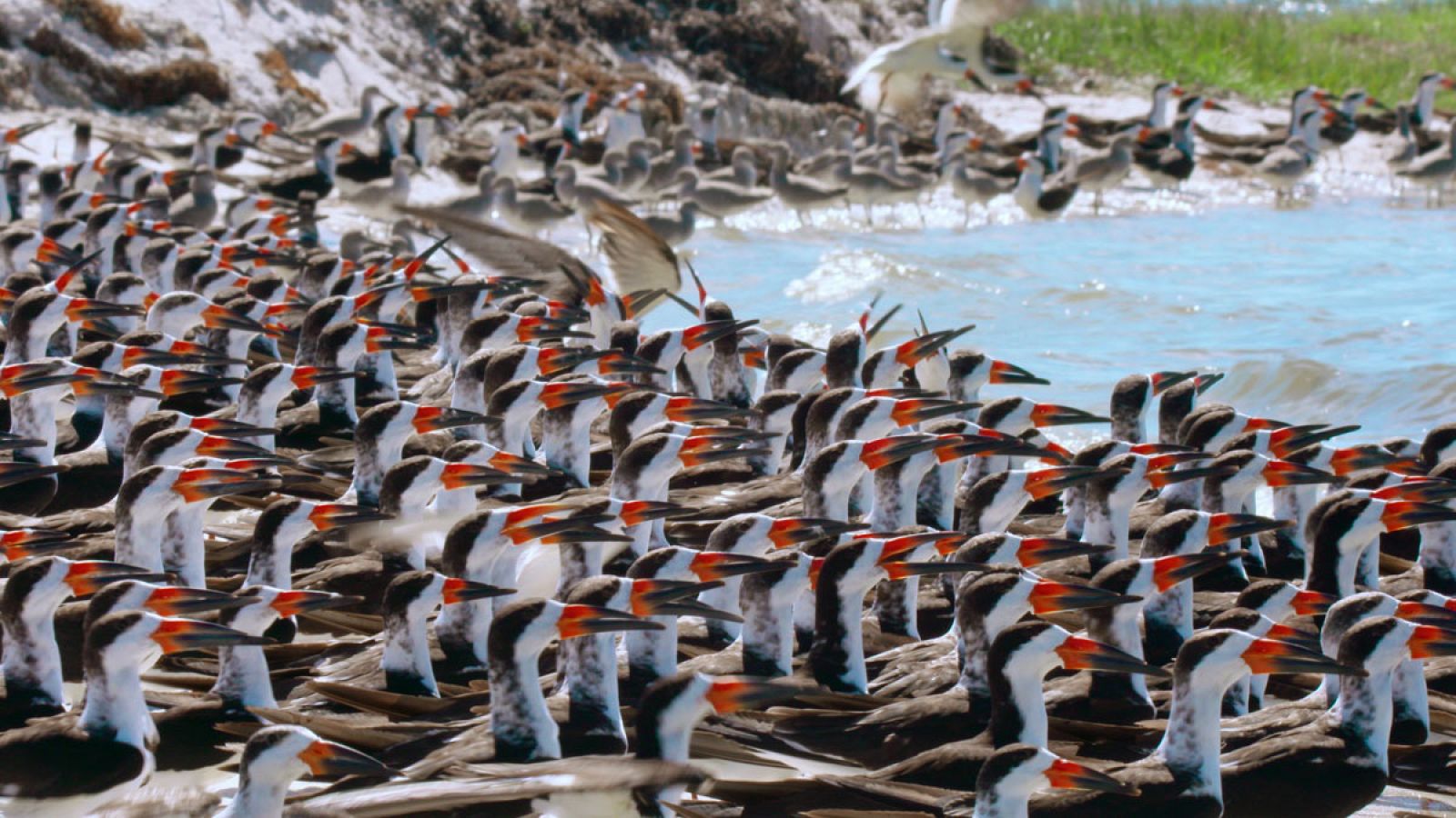 Miles de pico-tijera llenan los Everglades