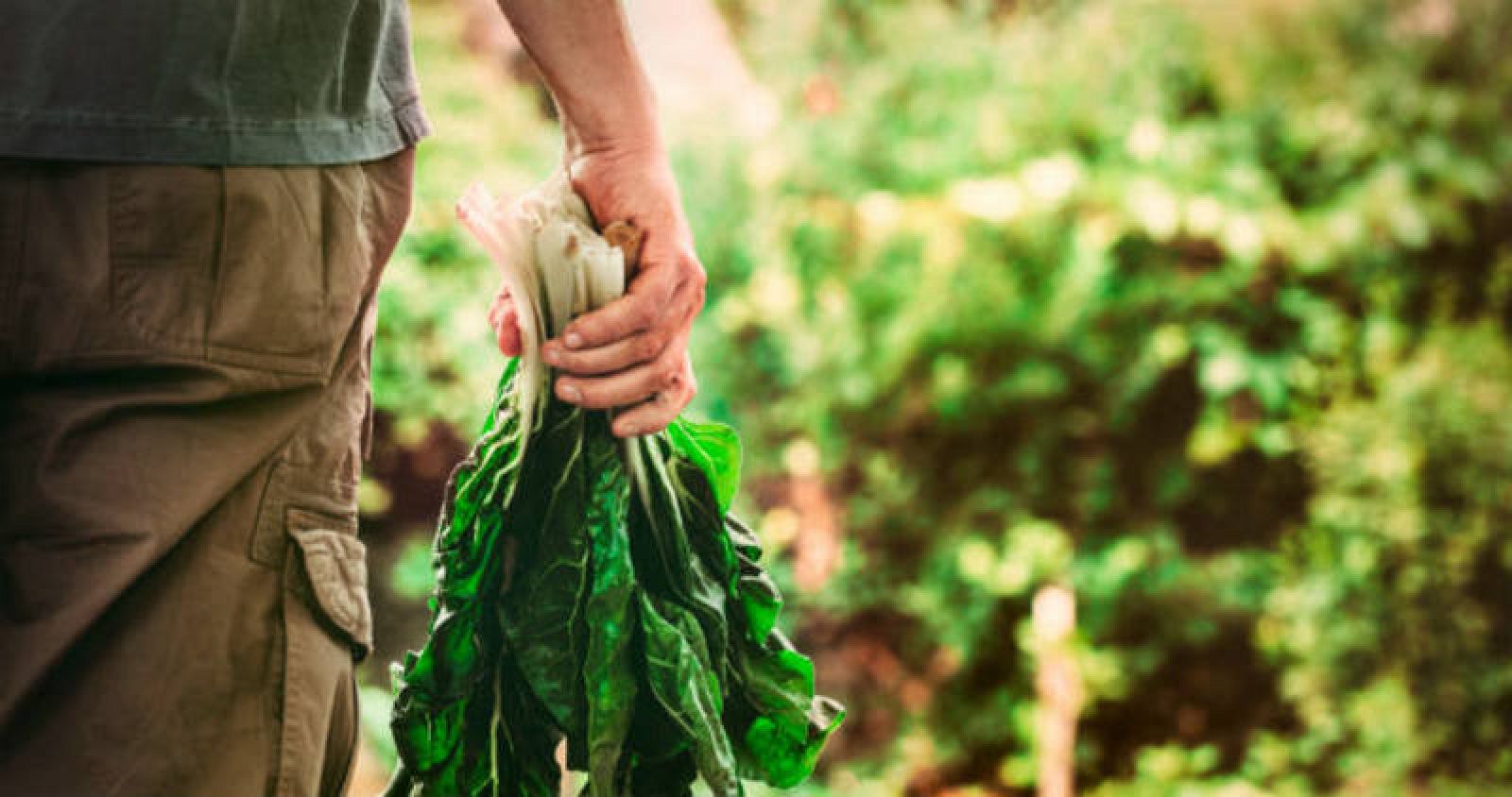 Aquí la Tierra - Cultivos primera-verano