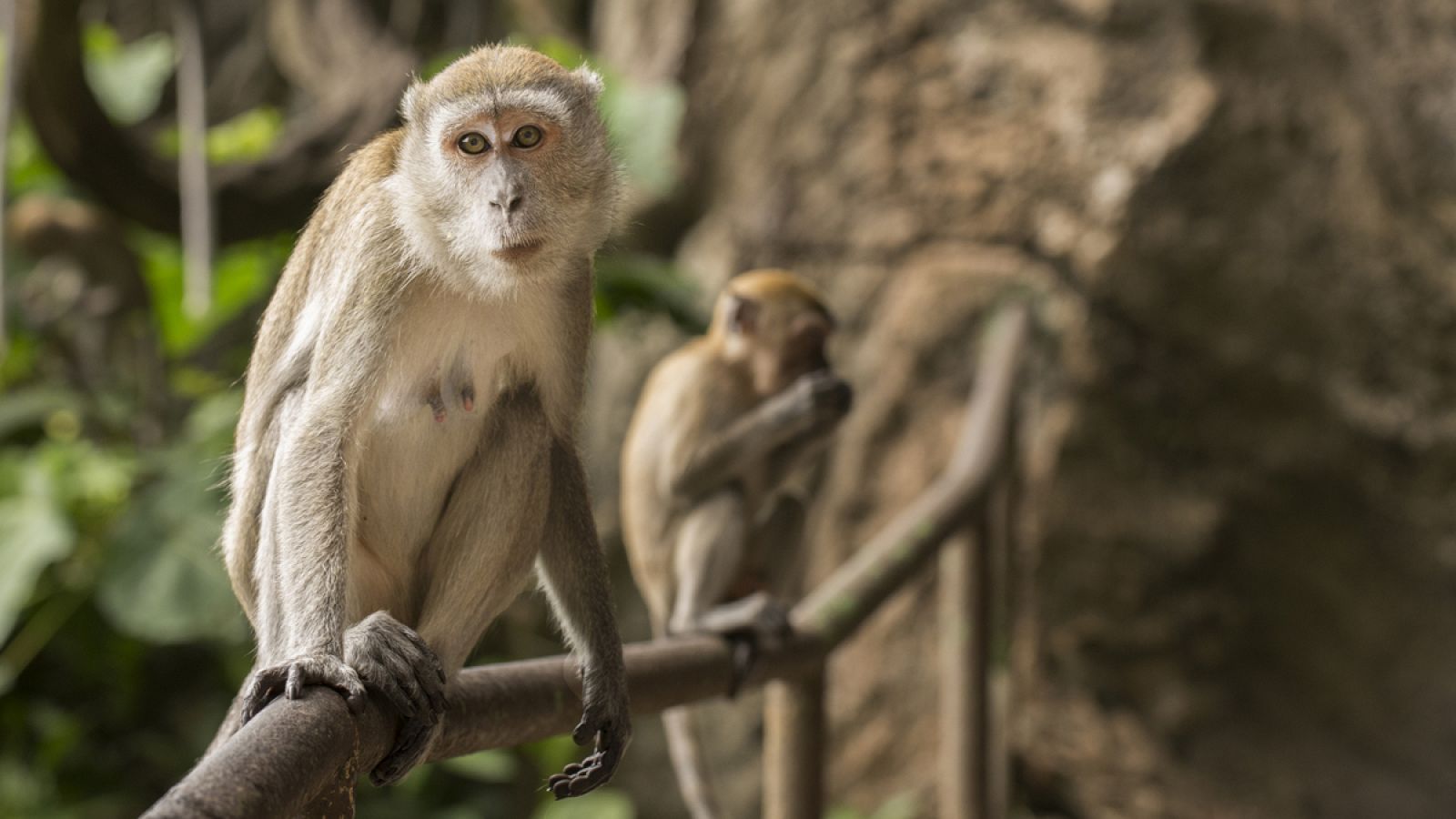 Un mono de las cuevas de Malasia