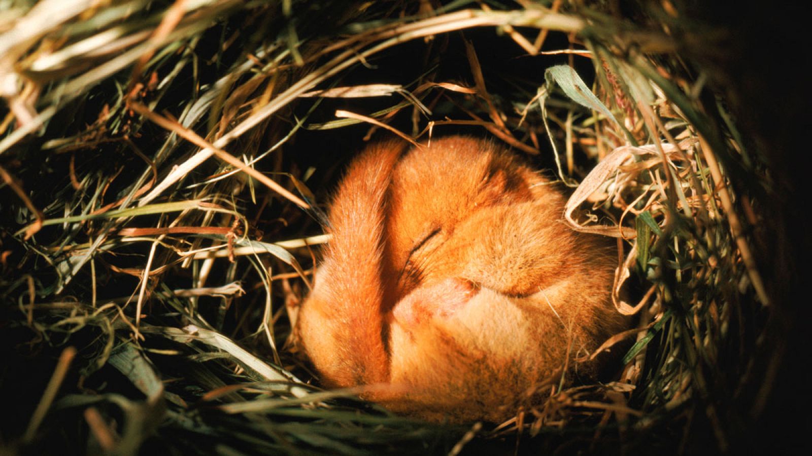 El pequeño dormilón despierta: el lirón enano