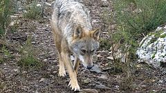 Los lobos podrían convertirse en perros debido a su dependencia de la comida humana