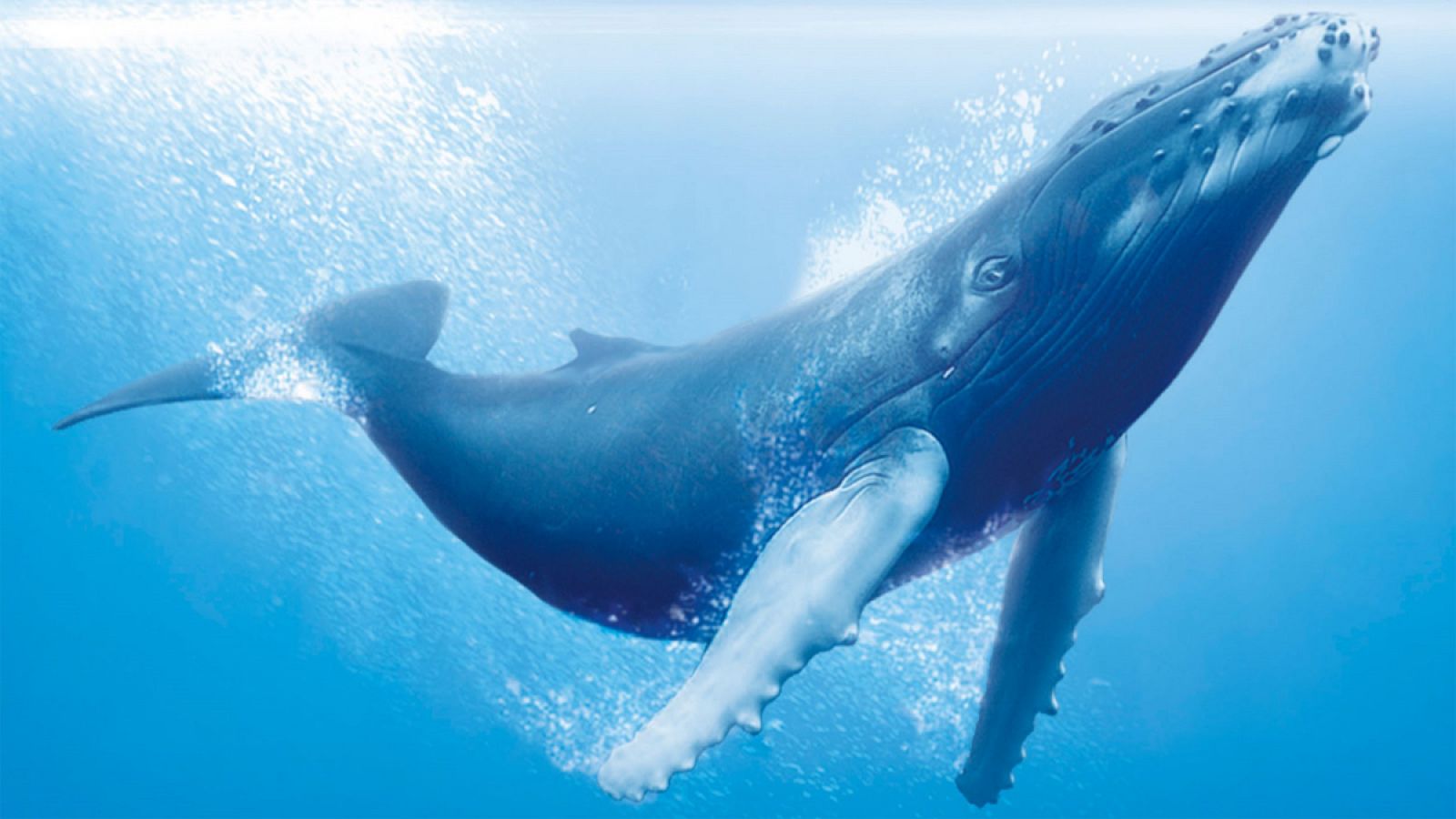 La exposición Océanos: el último territorio salvaje podrá verse en Madrid hasta el próximo noviembre.