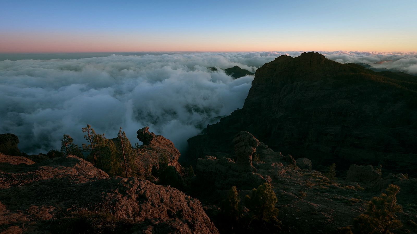 El pinar canario es uno de los bosques más impresionantes del mundo que emerge entre volcanes y rocas