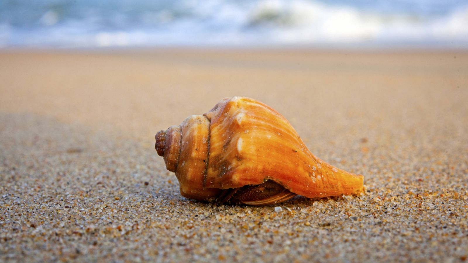 Una caracola termina en la arena de una playa