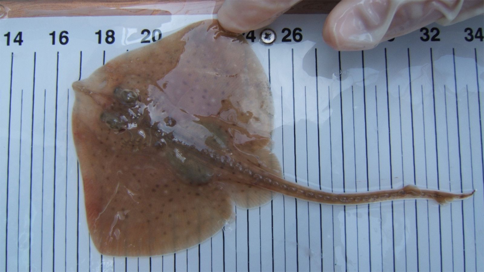 Pequeño ejemplar de la especie 'Raja asterias'.