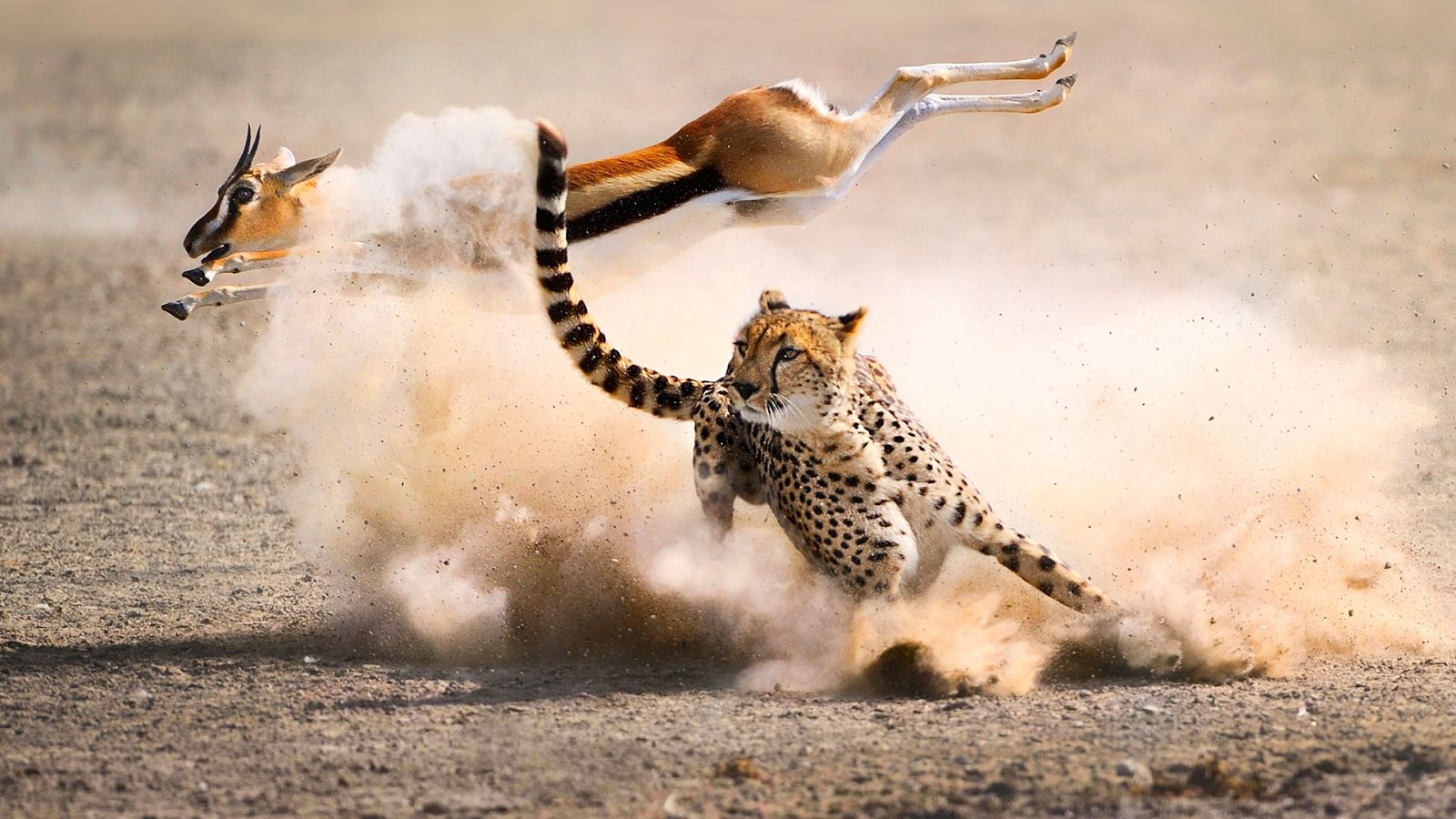 La caza: una mirada a la gran variedad de técnicas de los depredadores