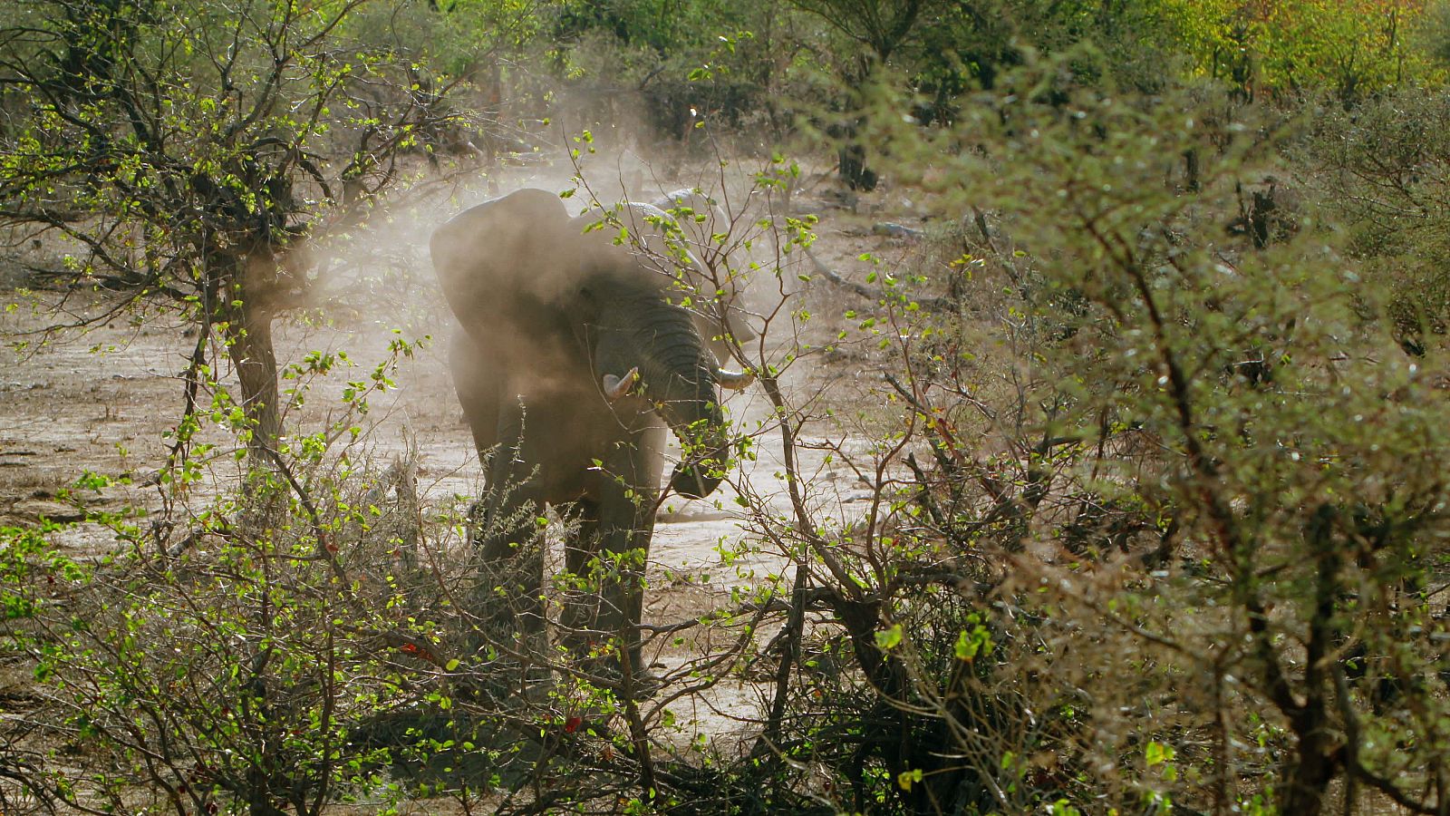 Los elefantes se mueven por este bosque que forma parte de las inmensas sabanas que cubren gran parte del continente