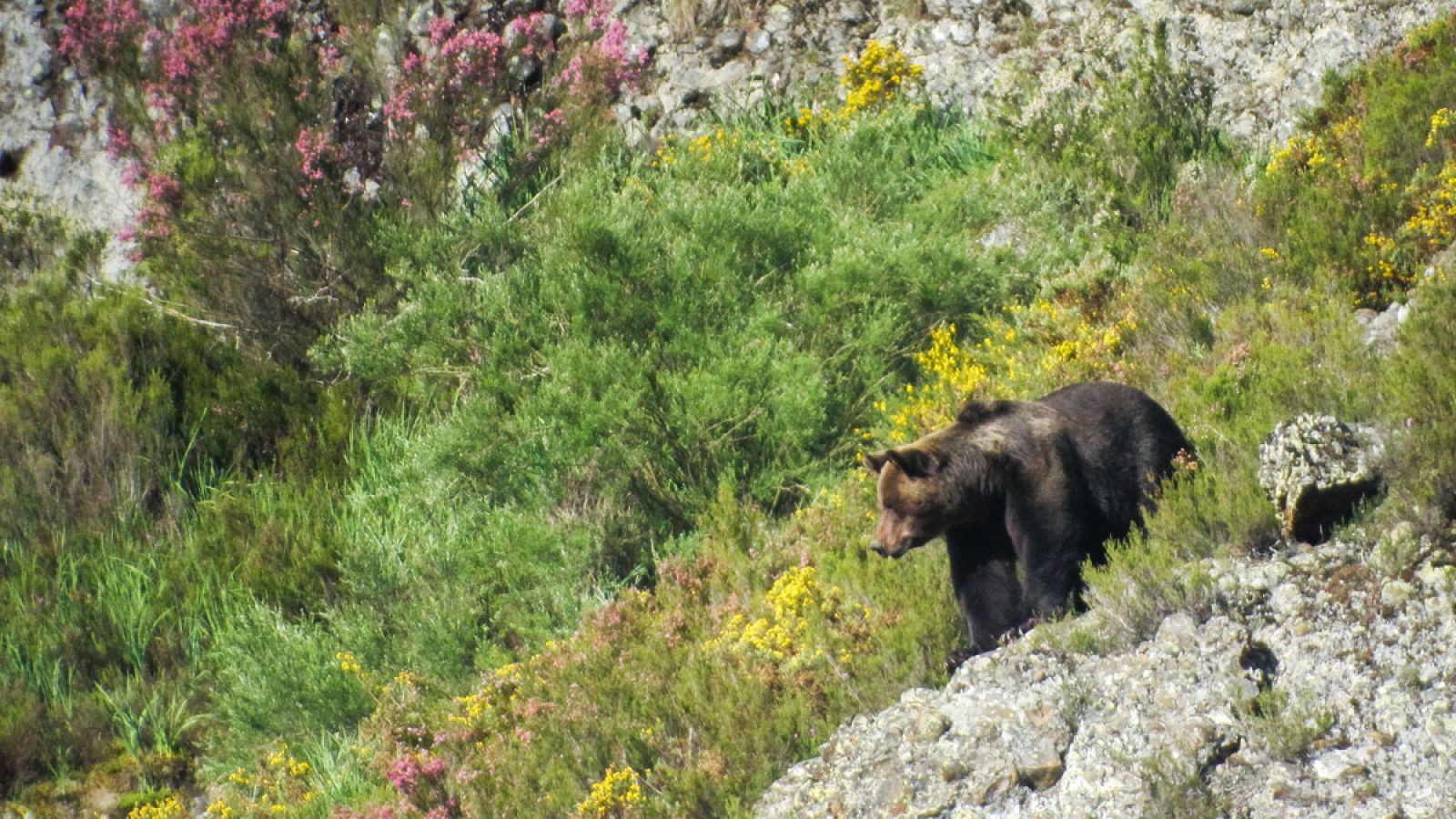 Los osos se comunican a través del olor de sus pies