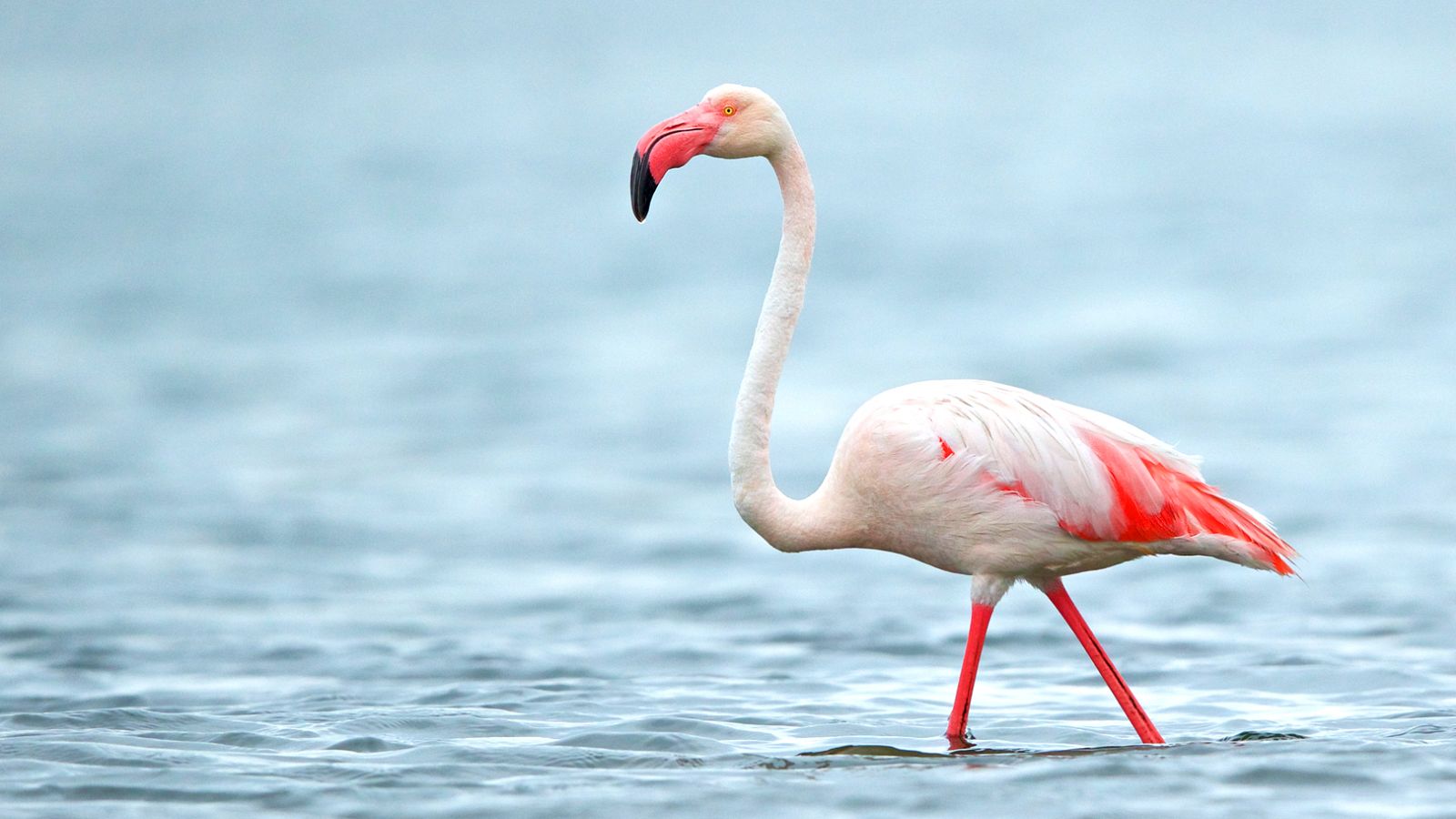 Proyecto europeo 'Coro del amanecer'