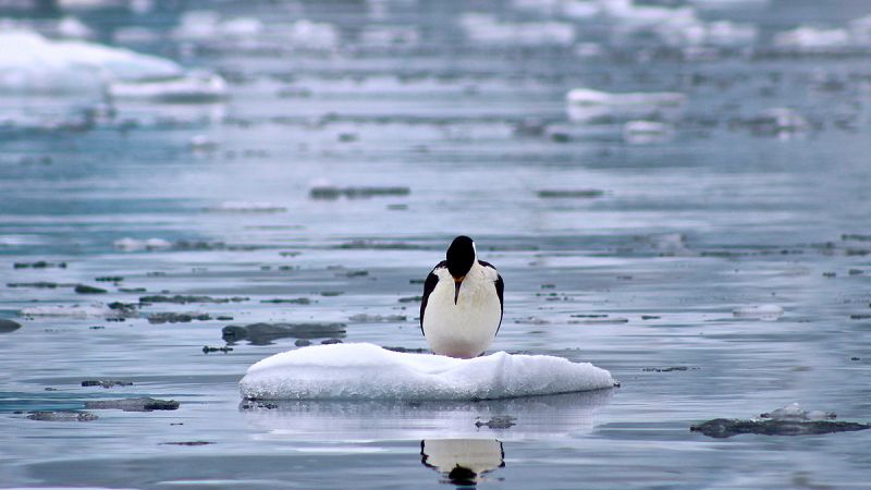 Los glaciares de la península Antártica pierden entre 20 y 30 centímetros al día