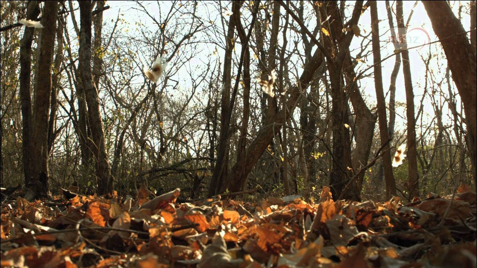 Costa Rica, en La fuerza de la vida