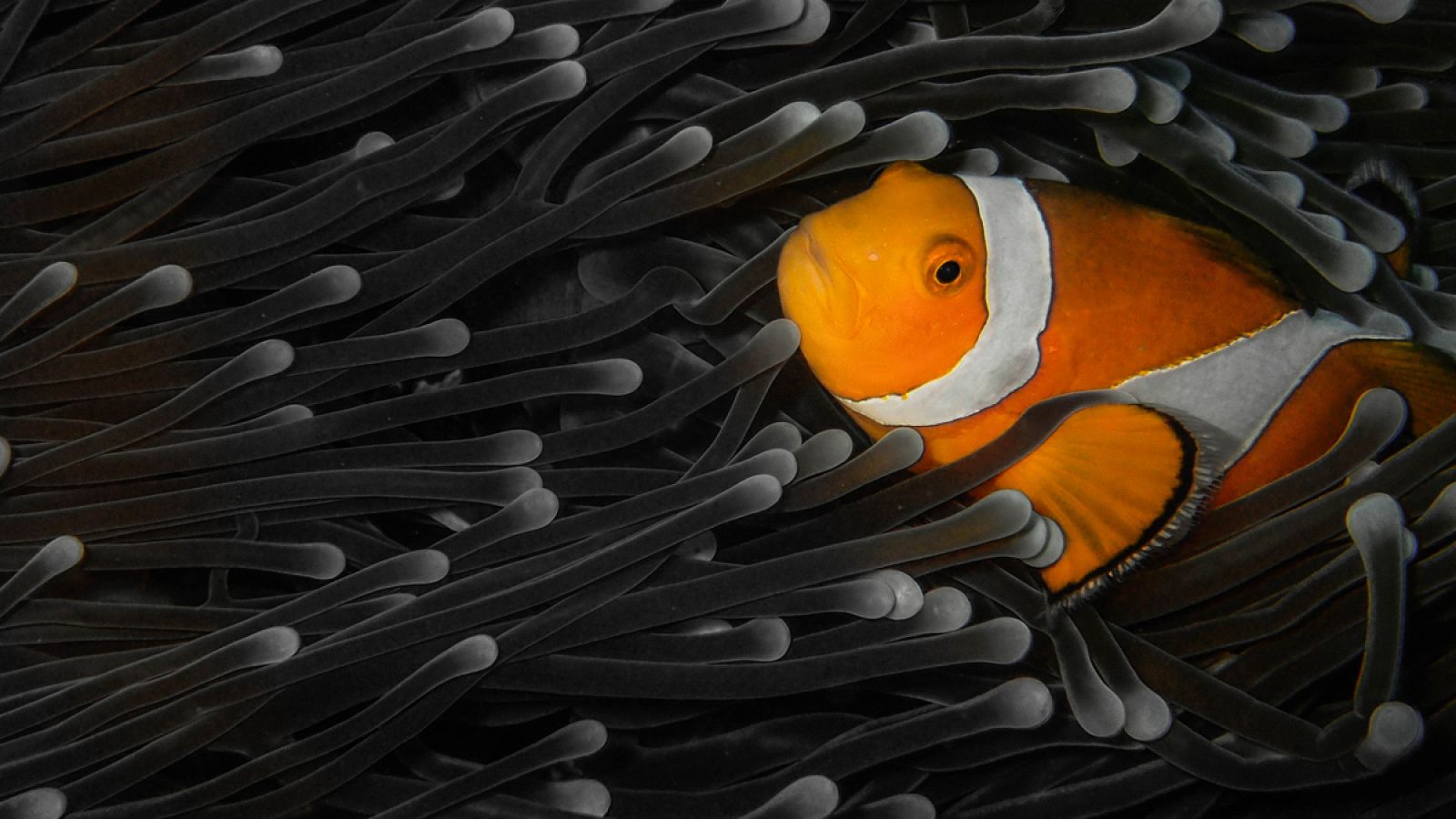 Se trata de la primera vez que se determinan los mecanismos genéticos asociados al cambio de sexo del pez payaso.