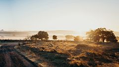 Las encinas están sustituyendo a los pinos en España por el cambio climático