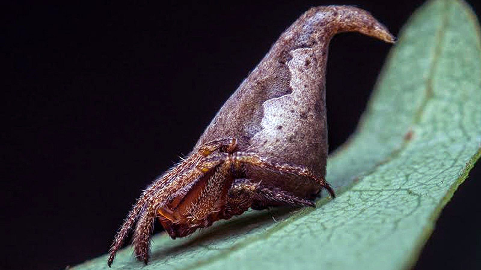 La nueva especie 'Eriovixia gryffindori' en honor al mago Godric Gryffindor, personaje de 'Harry Potter'.